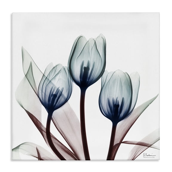 Stupell Industries Modern Chic Blue Translucent Tulips Canvas Art, 17 x 17, by Albert Koetsier
