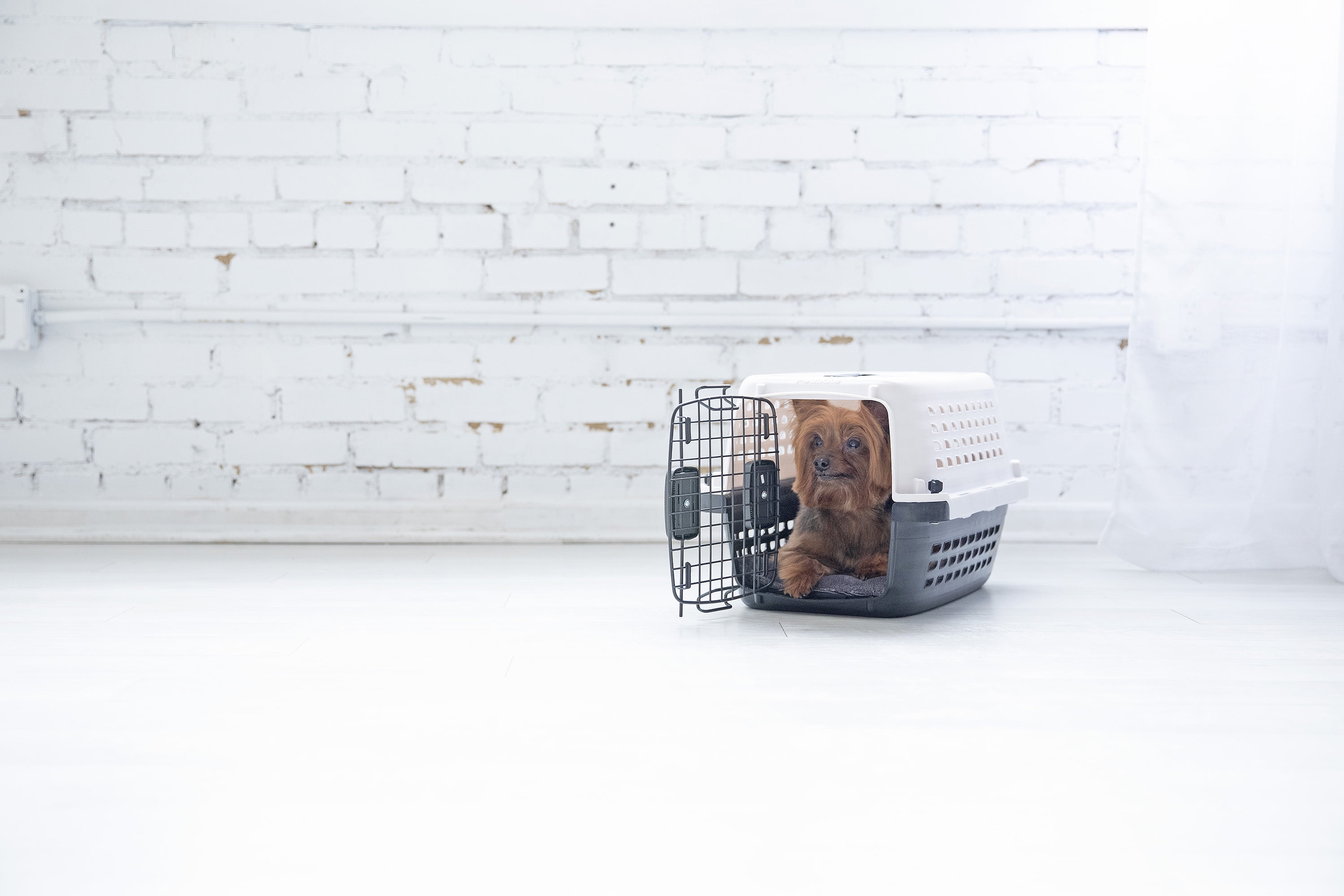Petmate-Compass-Dog-Kennel-20-