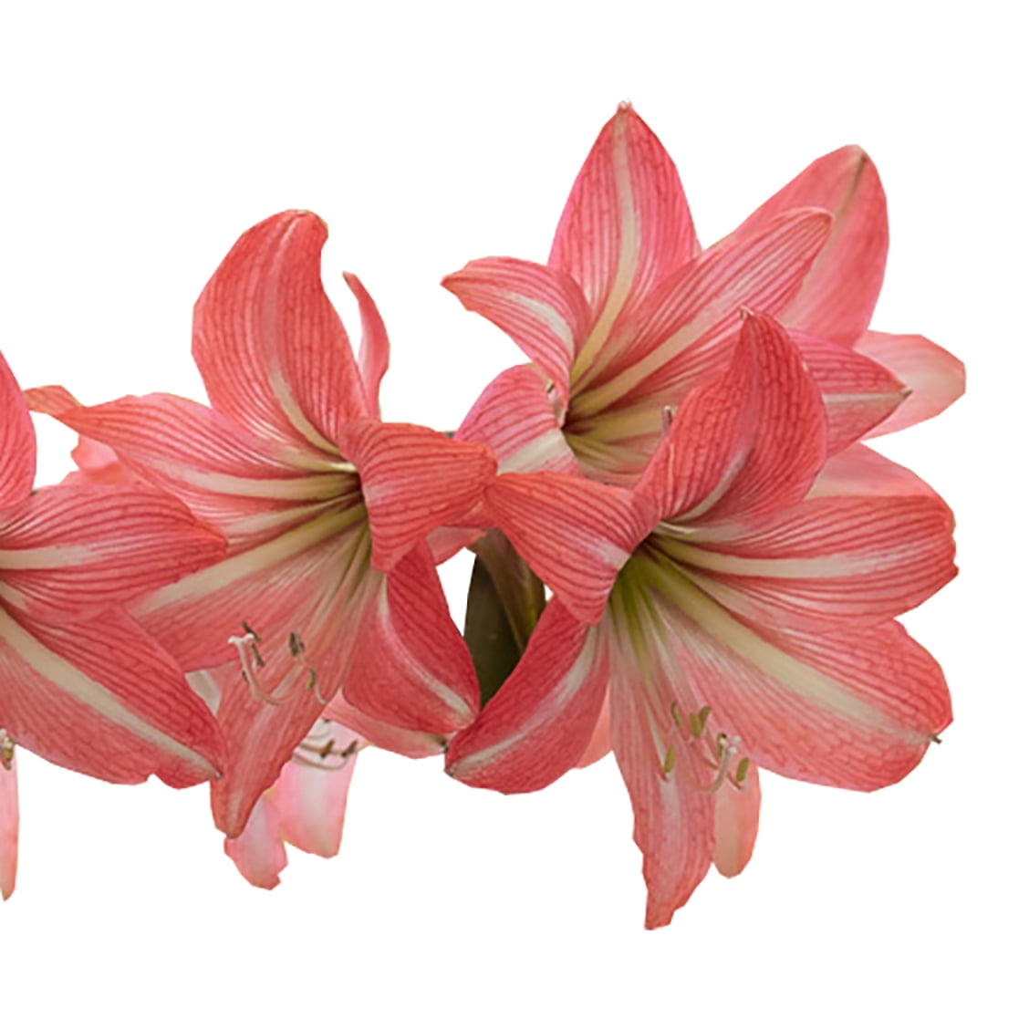 EuroBlooms Amaryllis 'Pinkolo' in 6 in. Silver Decorative Pot - Reddish Rose Pink Blooms