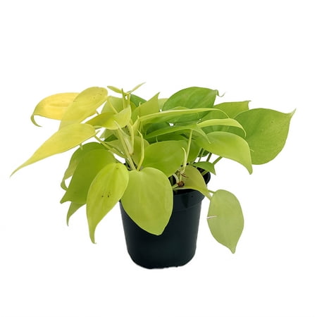 Lemon Lime Vining Heartleaf Philodendron - Easy to Grow - 4