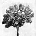 thumbnail image 2 of Pertiet, Katie 15x15 Black Ornate Wood Framed with Double Matting Museum Art Print Titled - Spa Botanical I BW, 2 of 4