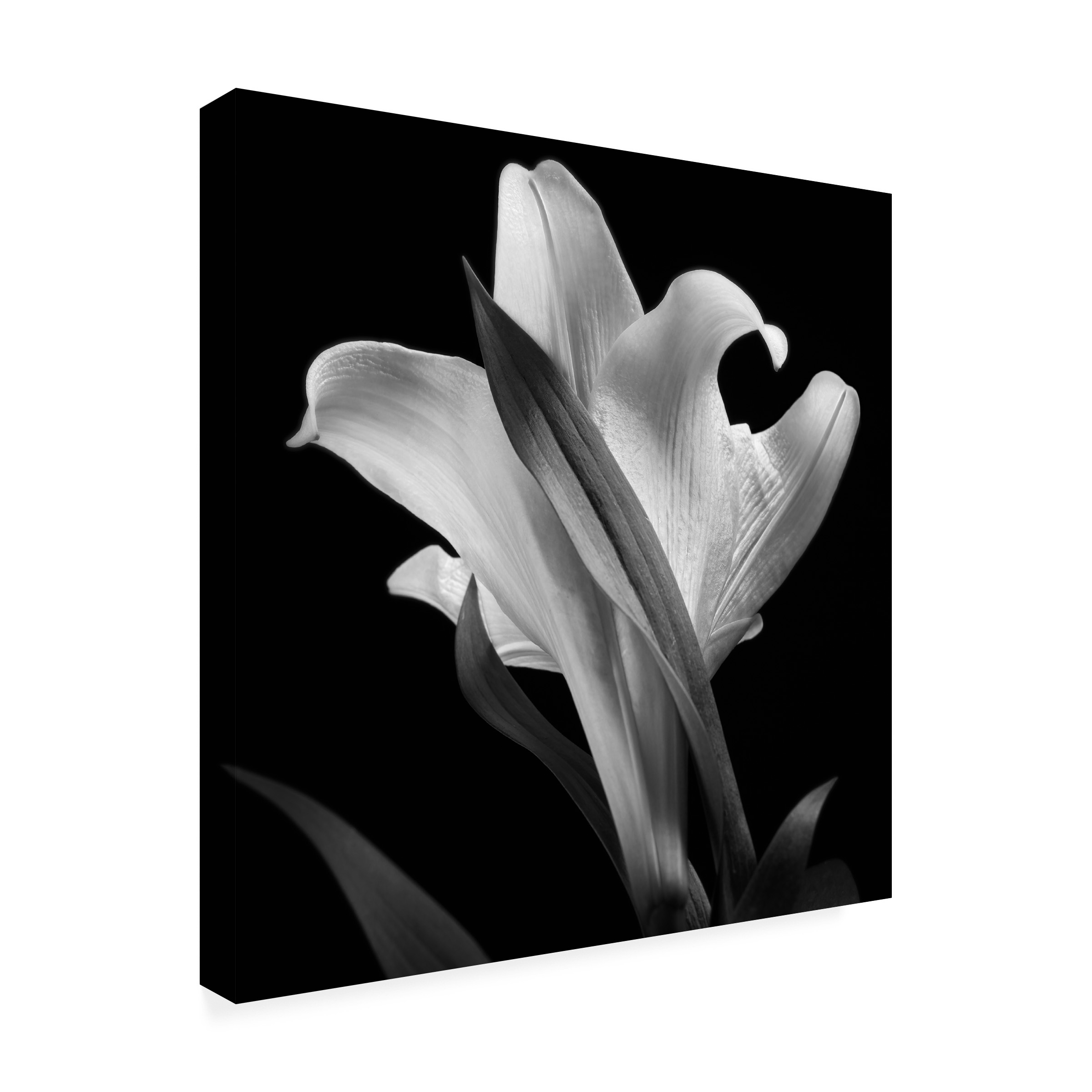 35x35 Gallery Wrapped Canvas Art