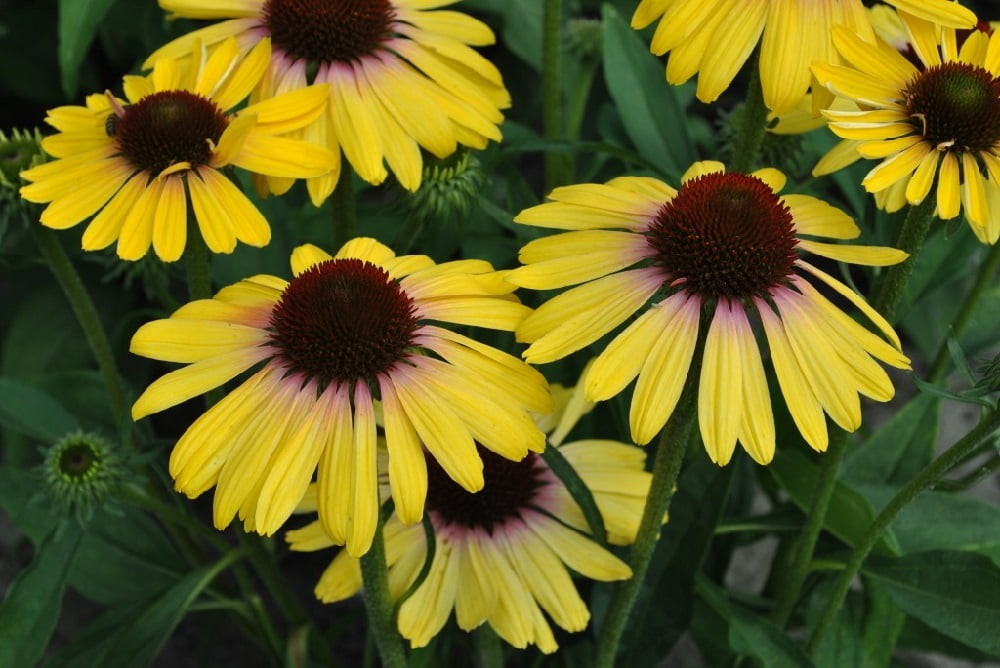 Butterfly™ Yellow Rainbow Marcella Coneflower Echinacea Fragrant