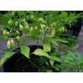 thumbnail image 3 of 50 Hot WHITE HABANERO PEPPER Capsicum Chinense Vegetable Seeds, 3 of 3