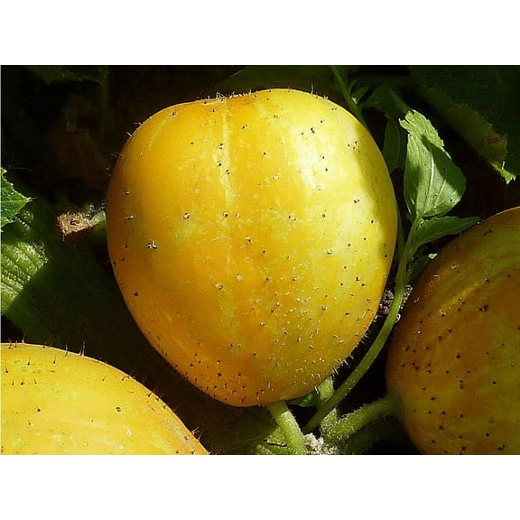 Lemon Cucumber Seeds/ Annual/ Full Sun/ 3800 Seeds 1/4lb/ Zellajake Farm and Garden - B31