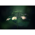 thumbnail image 3 of Suzuki, Takashi 14x11 Black Modern Framed Museum Art Print Titled - Withe Hydrangea, 3 of 5