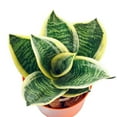 thumbnail image 3 of Birds Nest Snake Plant - Live Plant in a 4 Inch Growers Pot - Sansevieria Trifasciata 'Hahnii' - Beautiful and Elegant Easy Care Indoor Houseplants, 3 of 7