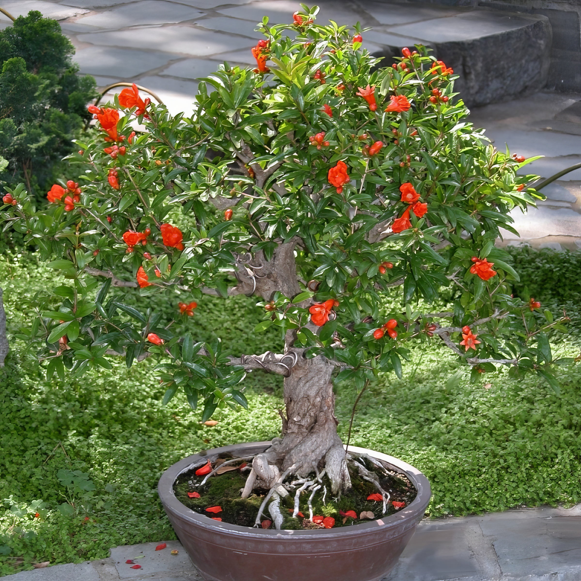 National Plant Network Live Perennial Shrub 1 gal Dwarf Pomegranate with Full Sunlight