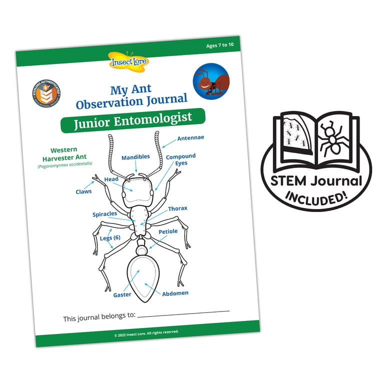 Educational Science Project Insect Lore Ant Hill Habitat With Live Ant ...