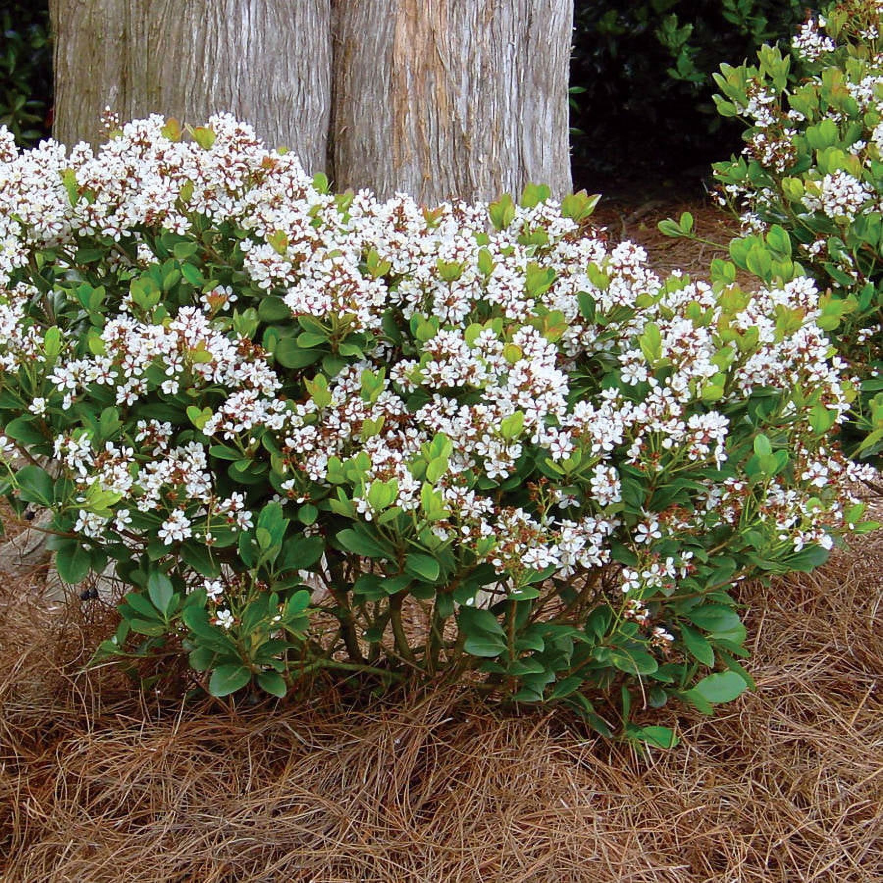 Southern Living Spring Sonata Indian Hawthorne Live Shrub in 3-Gallon Grower Pot