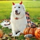 thumbnail image 5 of Disfraz de Tarántula Mascota de Halloween | Disfraz de araña de peluche para perros | Tejido suave y transpirable | Diseño fácil de llevar | Negro, rosa, verde, naranja, morado, azul | 41,7x15,7, 5 of 6