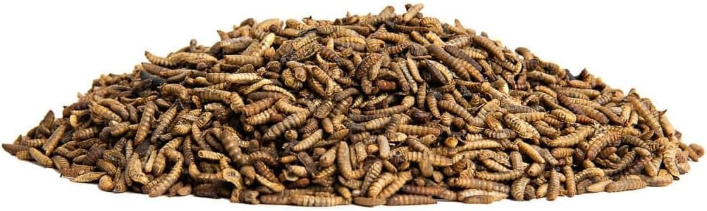 Small Pet Select Grub Bugs, Black Soldier Fly Larvae, Non-GMO, Locally Sourced PNW, 2 lb