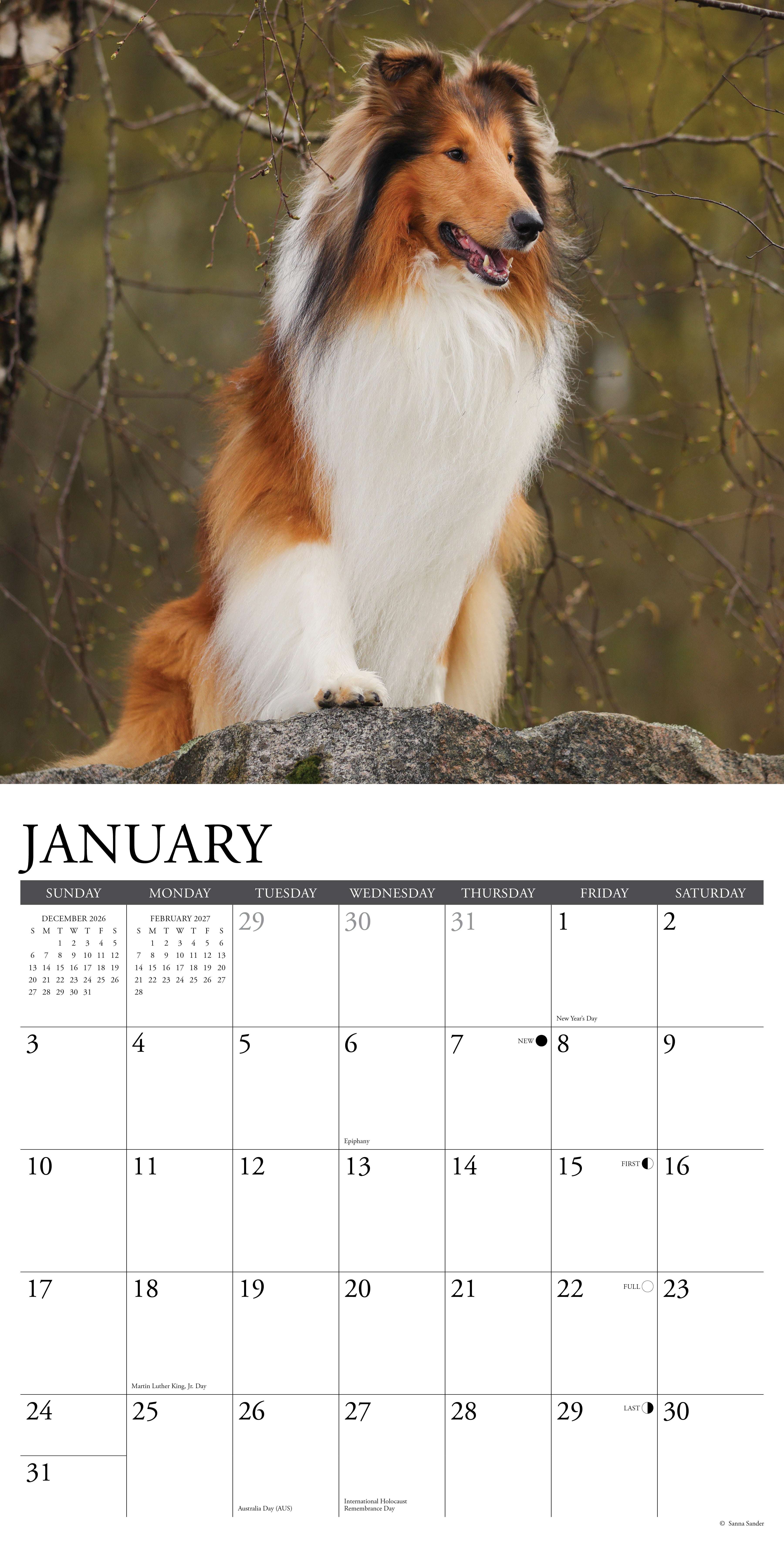Willow Creek Press, Collies 2027 Wall Calendar