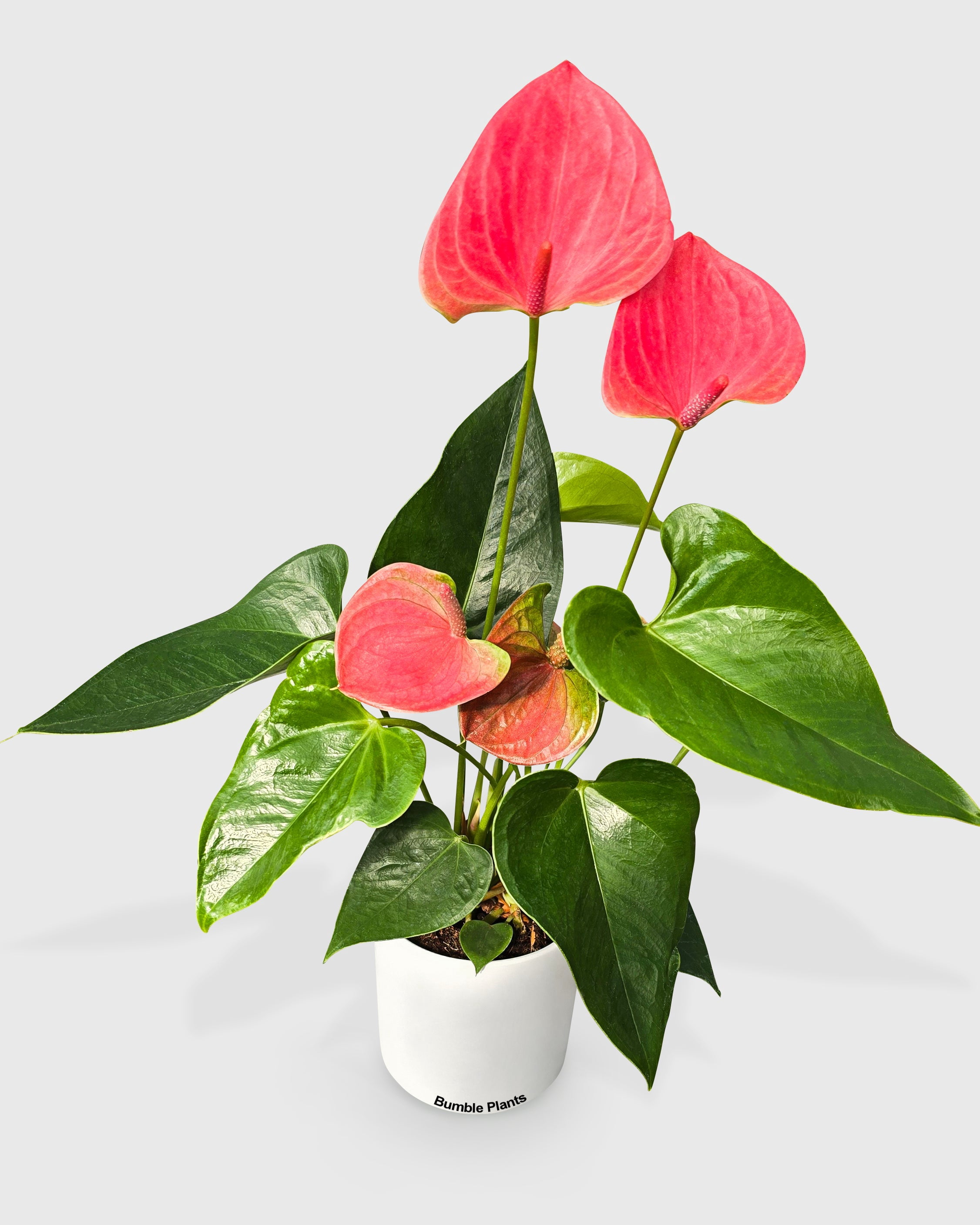 Anthurium Red - Live Air-Purifying Indoor Plant in Nursery Pot – Easy Care, Low Maintenance Houseplant for Home & Office Decor, Natural Air Cleaner, Best for Beginners (4"Pot, BlackCylinder)