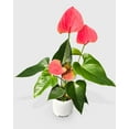 thumbnail image 2 of Anthurium Red - Live Air-Purifying Indoor Plant in Nursery Pot – Easy Care, Low Maintenance Houseplant for Home & Office Decor, Natural Air Cleaner, Best for Beginners (4"Pot, TerraCottaStandard), 2 of 16