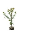 thumbnail image 3 of Coast Redwood | Small Tree Seedling | The Jonsteen Company, 3 of 6