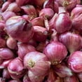 thumbnail image 3 of 4 Pound Shallot Bulb for Indoor Outdoor Planting, Garden Vegetable Bulbs, 3 of 5