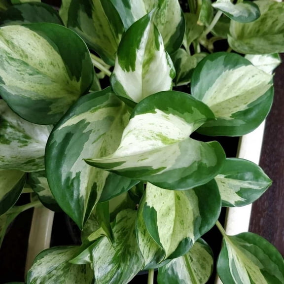 Manjula Pothos–Variegated Leaves–Low Maintenance Indoor Plant  4.5" Hanging Basket