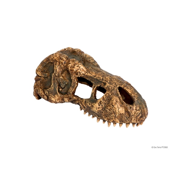 Exo Terra T-Rex Skull (Small)
