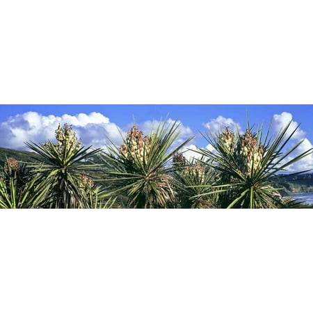 Close-Up of Yucca Plants in Bloom, Torrey Pines State Natural Reserve, San Diego Print Wall Art By Panoramic