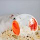 thumbnail image 5 of Rueda Para Hámsters De 4,7 Pulgadas Ejercicio Para Mascotas Pequeñas Para Hámsters Enanos Y Otros Animales Pequeños Diseños Coloridos, 5 of 7