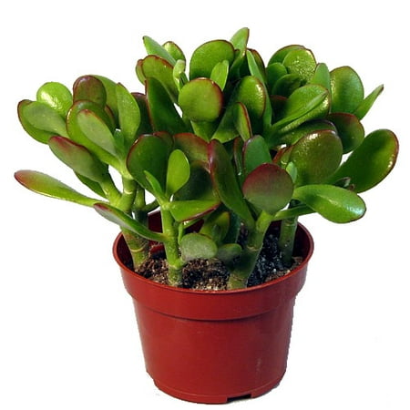 Jade Plant - Crassula ovata - Easy to Grow - 4