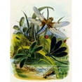 thumbnail image 2 of Henry Noel Humphreys 12x14 Gold Ornate Wood Frame and Double Matted Museum Art Print Titled - The Butterfly Vivarium or Insect Home Pl 5 (1858), 2 of 4