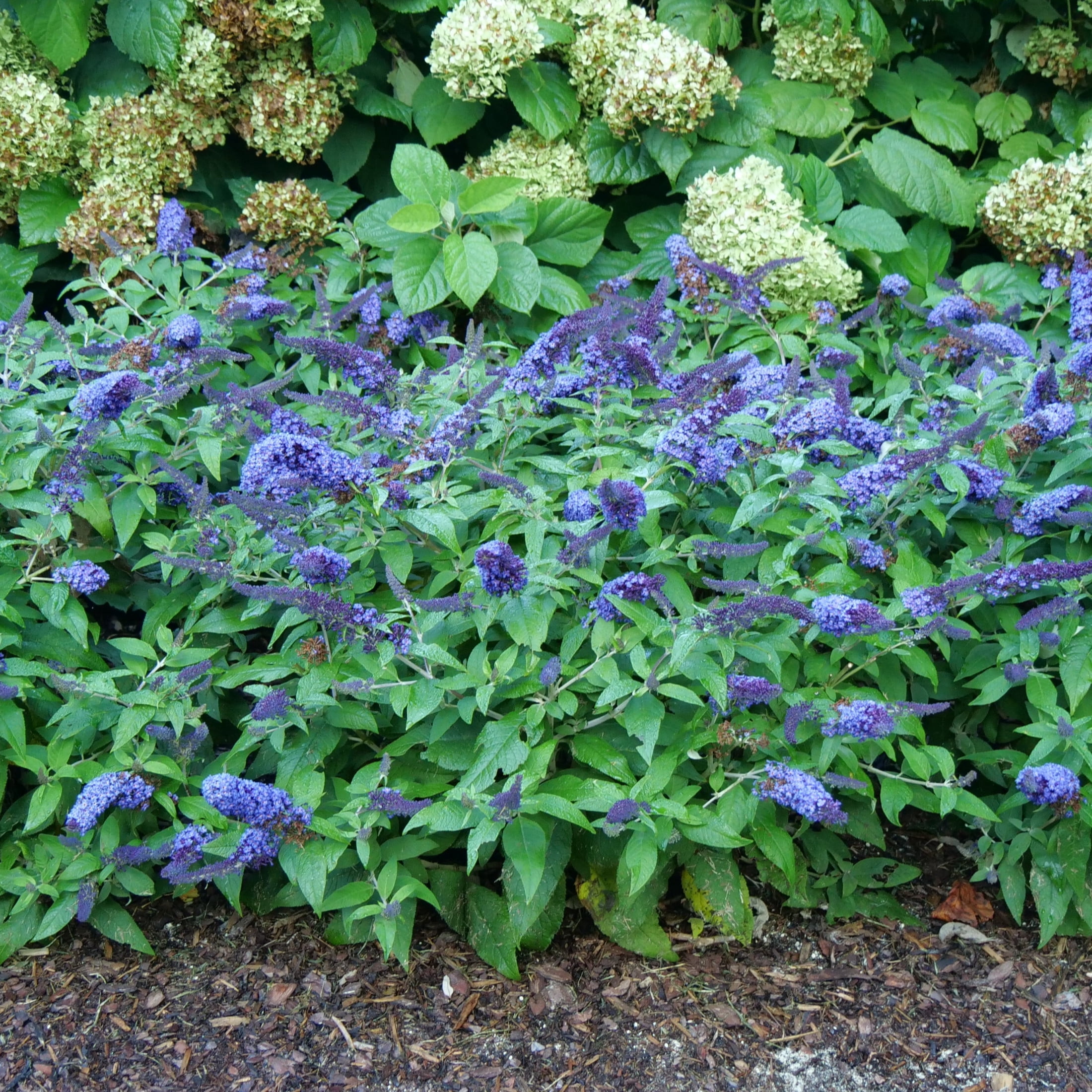 Proven Winners ColorChoice 6" Pugster Blue Butterfly Bush Live Plant in 7.5" Pot