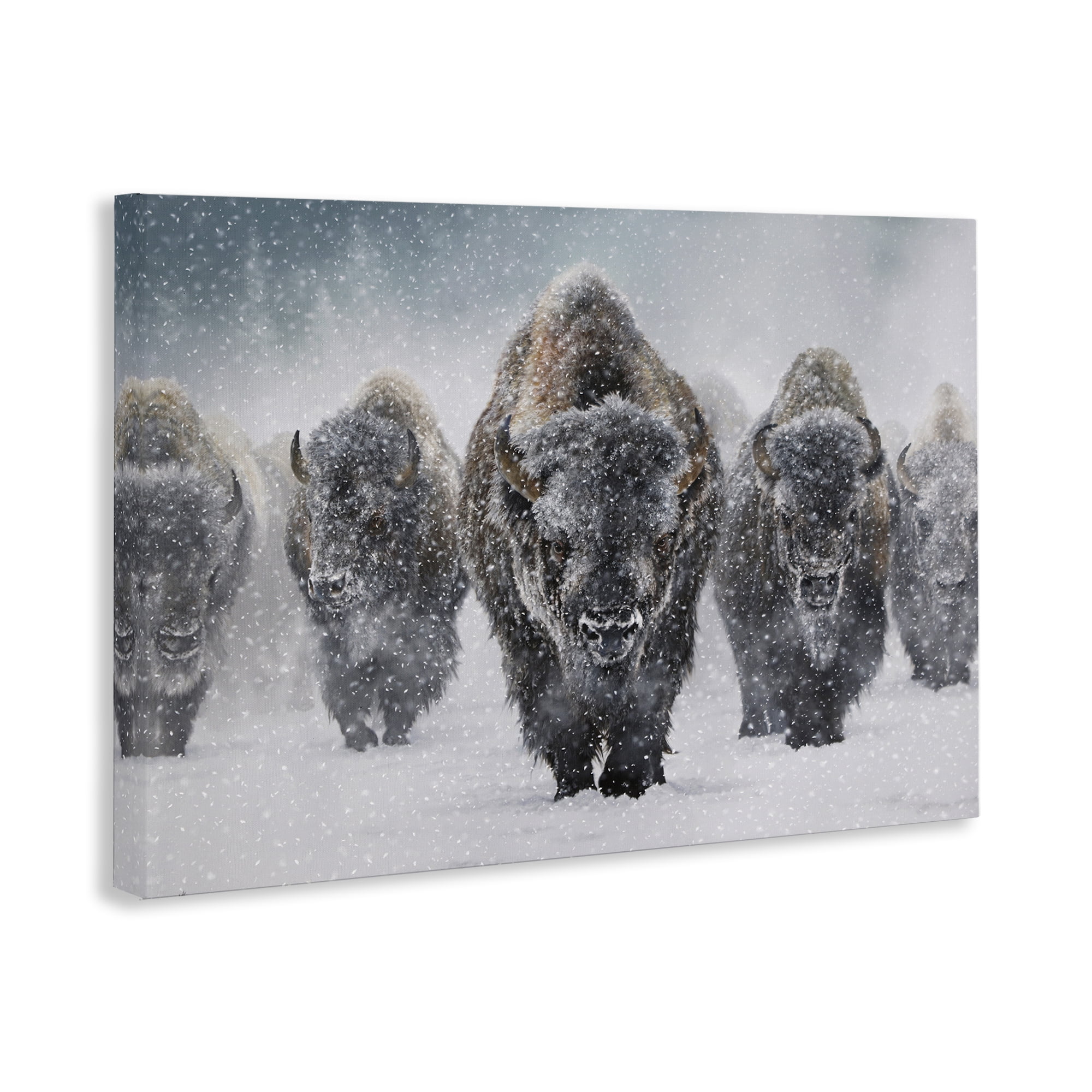 Stupell Industries Indomitable Bison in Snow Animals Photography Wrapped Canvas Art Print Wall Art, 24 x 16