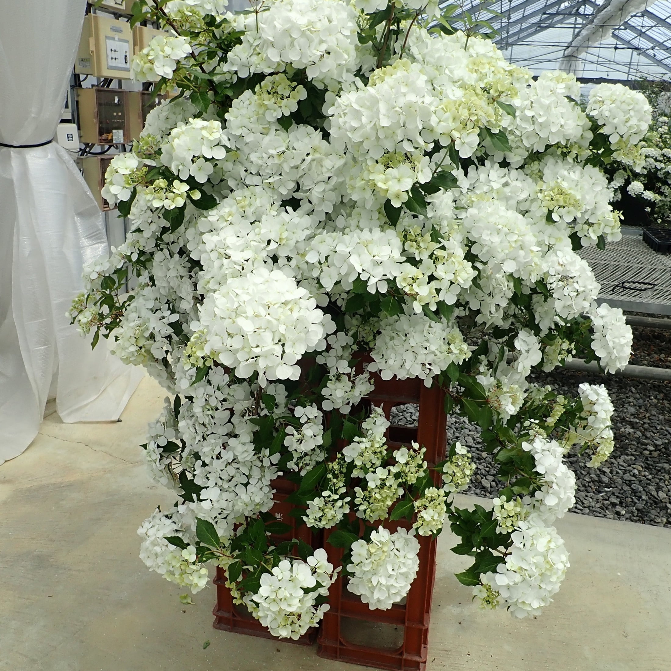 Proven Winners ColorChoice 5" Fairytrail White Cascade Hydrangea Live Plant in 4.5" Pot (4 Count)
