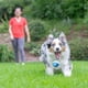 thumbnail image 2 of Juguete para perros Chuckit! Sniff Ball, goma aromática duradera y de alto rebote, 2 of 4
