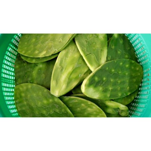Fresh Edible Spineless Cactus Nopales Paddle 2 lbs.