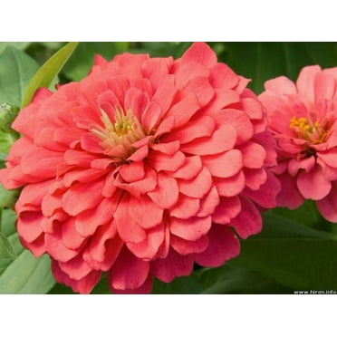 250 SALMON QUEEN ZINNIA Elegans California Giant Double Flower Seeds