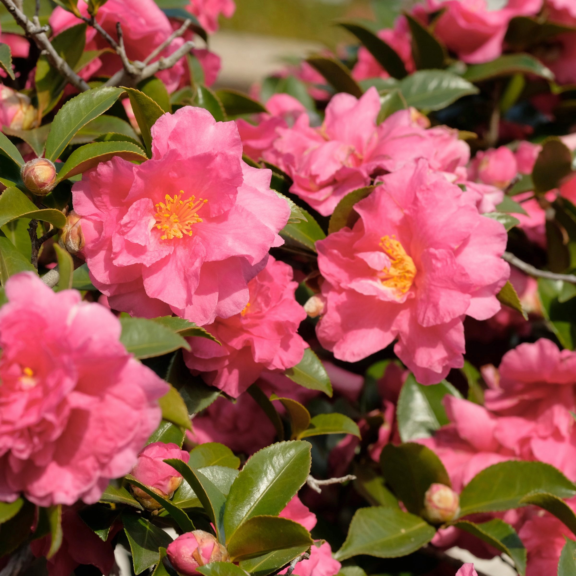 National Plant Network 1 gal. Camellia Sasanqua October Magic Carpet Shrub