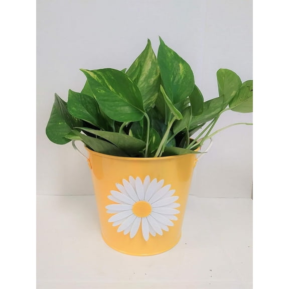 Live 6" Golden Pothos in a 6" Yellow Daisy Metal Gift Container- 6 Inch Indoor Plant