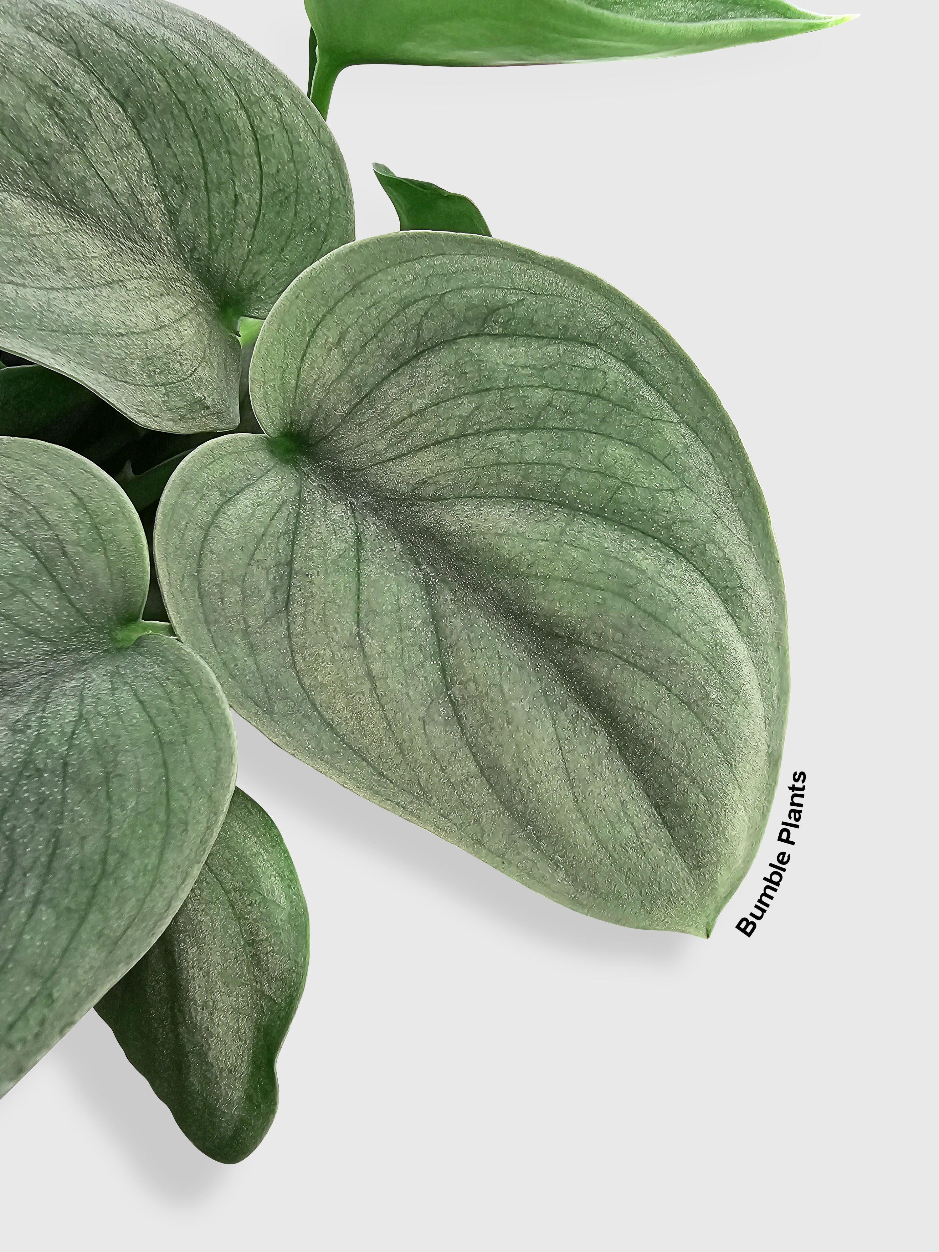 Scindapsus Pictus 'SOOO™ Silver' - Live Air-Purifying Indoor Plant in Nursery Pot – Easy Care, Low Maintenance Houseplant for Home & Office Decor, Natural Air Cleaner, Best for Beginners