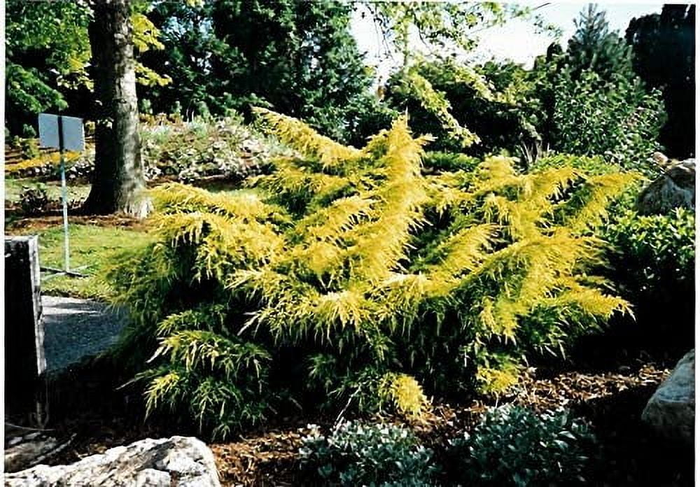 Gold Lace Juniper - 3 Live Plants - Juniperus Chinensis - Evergreen Groundcover