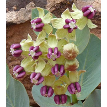 Pallid Jewel Milkweed Humboldt Mountain Butterfly Asclepias cryptoceras Seed Packet Monarch