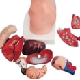 thumbnail image 4 of Mannequin de Torse Poupée d'Anatomie 15 Pcs Amovibles Modèle d'Organe Éducatif Organe Interne Humain Modèle d'Anatomie, 4 of 8