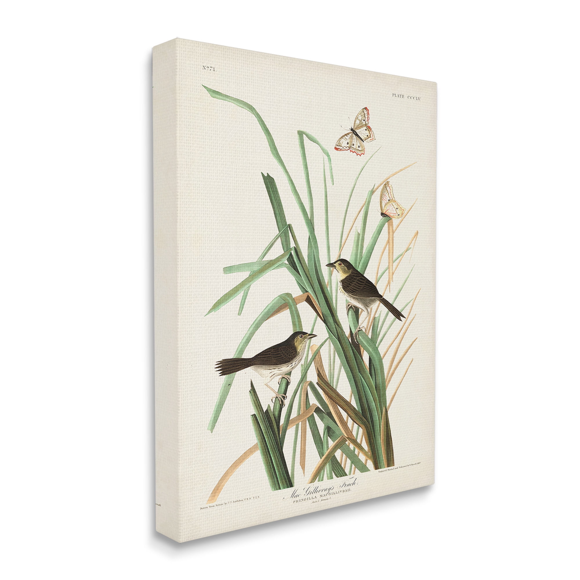 Stupell Industries Traditional Nature Study Animals & Insects Painting Gallery Wrapped Canvas Art Print Wall Art, 30 x 40
