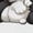 White, variant on Cartoon Cat T Shirts for Women Short Sleeve Cotton Crewneck T-Shirt Cute Animal Focus Photo Tee Tops Casual Basic T-Shirts, XS-5XL White XS