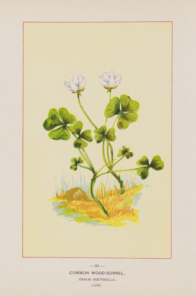 Yellow Oxalis Flower Floral Poster Prints Wall Art Pictures Home Decoration