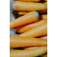thumbnail image 4 of Imperator Carrot Seeds/ Biennial/ Full Sun/300 Seeds 1/2 Gram/ Zellajake Farm and Garden - B81, 4 of 5
