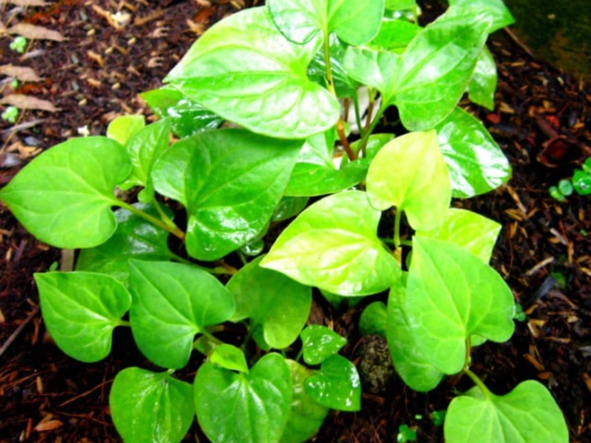 300 Fish Mint Seeds for Planting - Houttuynia Cordata - Chameleon Plant - Perennial Herb