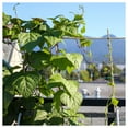 thumbnail image 2 of Everwilde Farms - 1 lb Kentucky Blue Pole Bean Seeds - Gold Vault Bulk Seed Packet, 2 of 2