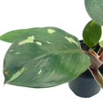 thumbnail image 6 of Philo White Knight, 4 inch, Rare Variegated Philodendron erubescens, 6 of 8