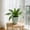 green#568, variant on Artificial Green Plant – Plastic Faux Potted Greenery for Indoor & Outdoor Decoration – Natural Realistic Look, Low Maintenance – Assorted Sizes – 1 Cutting