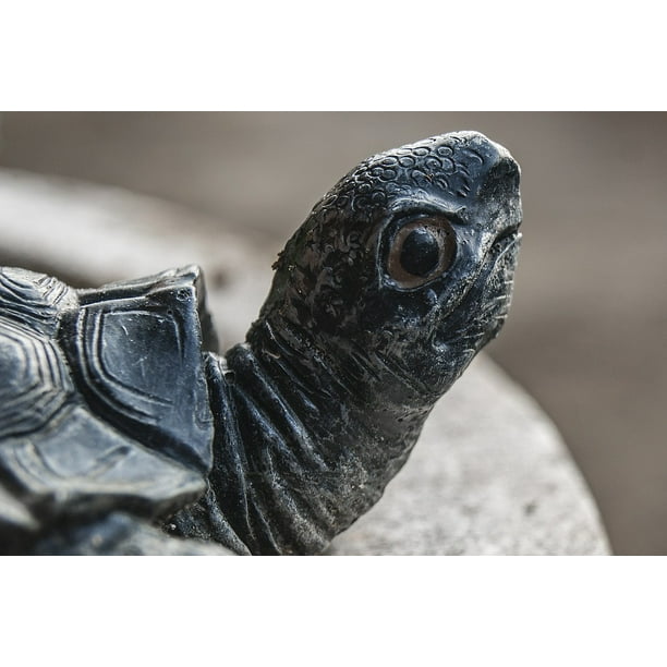 Stone Sculpture Turtle Head Turtle Animal 12 Inch By 18 Inch Laminated Poster With Bright Colors And Vivid Imagery Fits Perfectly In Many Attractive Frames Walmart Com Walmart Com
