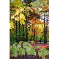 thumbnail image 2 of Jones, Allison 17x24 Black Ornate Wood Framed with Double Matting Museum Art Print Titled - USA-Vermont-Morrisville-Jopson Lane Fall foliage, 2 of 4