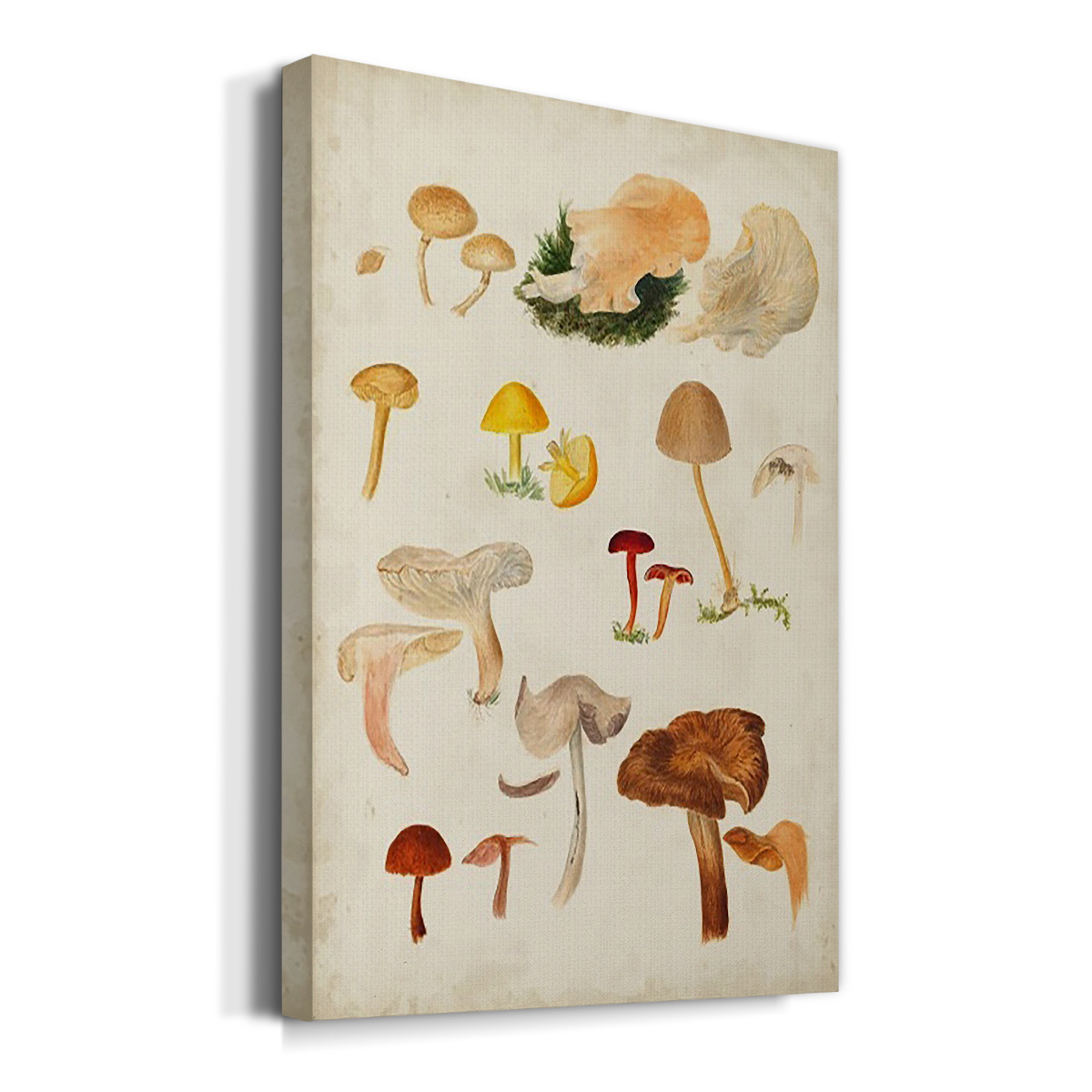 Mushroom Species XII Premium Gallery Wrapped Canvas - Ready to Hang
